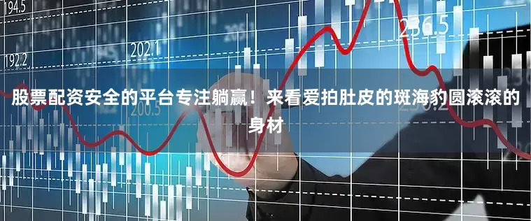 股票配资安全的平台专注躺赢！来看爱拍肚皮的斑海豹圆滚滚的身材
